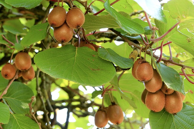 plody kiwi
