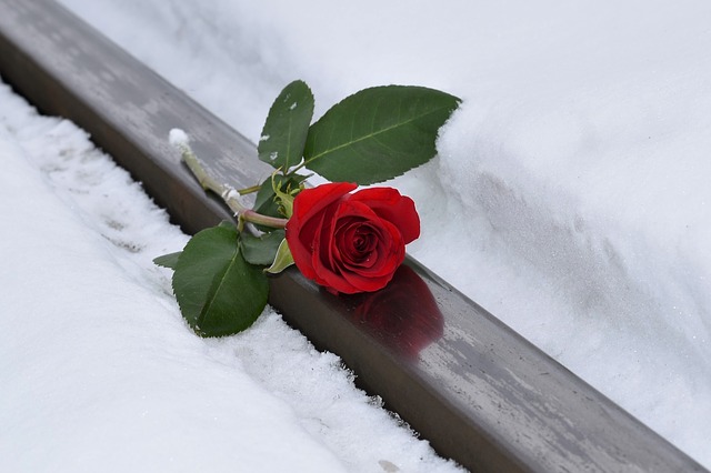 osamělá růže ležící ve sněhu – symbol samoty